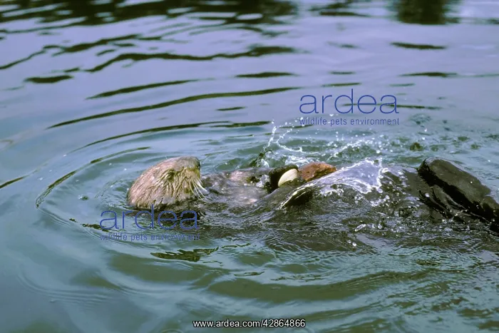 : Sea Otter - Using tool cracking clam on rock : Sea Otter - Using tool cracking clam on rock