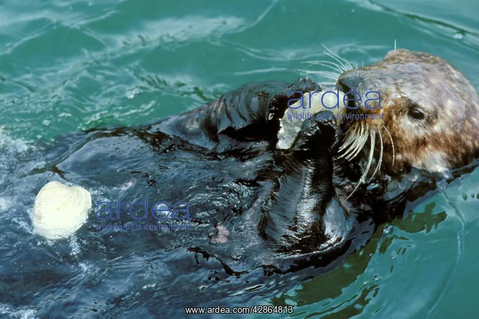  : Sea Otter - Using tool - rock to open clam