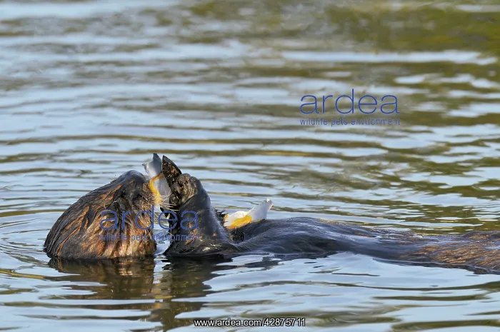 : Sea Otter - in water feeding on mollusc : Sea Otter - in water feeding on mollusc
