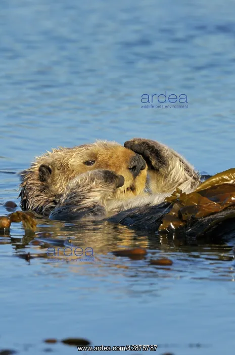 : Sea Otter - wrapped in kelp - keeps otter from : Sea Otter - wrapped in kelp - keeps otter from