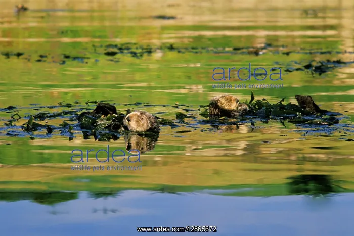 : Sea Otter - x2 resting in kelp : Sea Otter - x2 resting in kelp