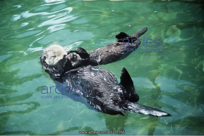 : SEA OTTER - with young at rest : SEA OTTER - with young at rest