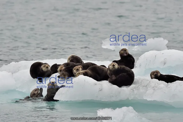 : Sea Otters ( Enhydra lutris ) on ice, Valdez, Alaska : Sea Otters ( Enhydra lutris ) on ice, Valdez, Alaska