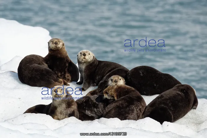  : Sea Otters ( Enhydra lutris ) on ice, Valdez, Alaska