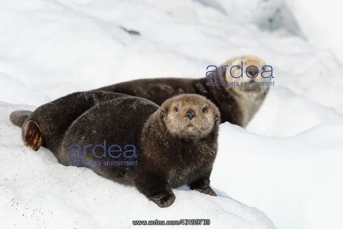 : Sea Otters ( Enhydra lutris ) on ice, Valdez, Alaska : Sea Otters ( Enhydra lutris ) on ice, Valdez, Alaska