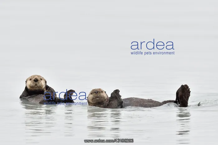 : Sea otters ( Enhydra lutris ) resting on the surface