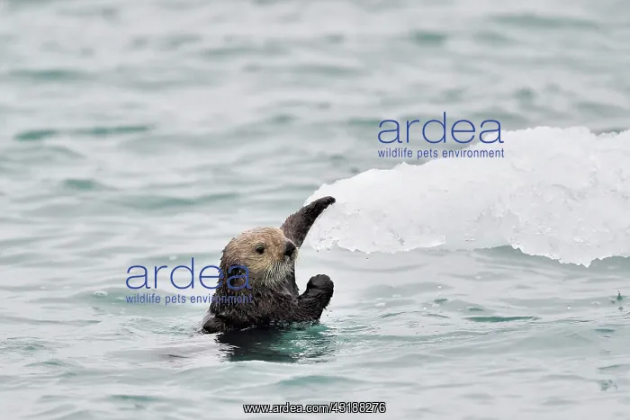 : Sea Otters ( Enhydra lutris ) in water and ice : Sea Otters ( Enhydra lutris ) in water and ice