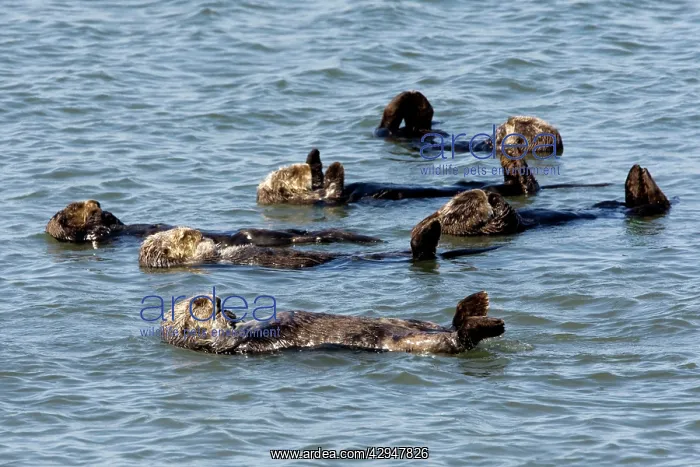 : Sea Otters - floating at the surface resting : Sea Otters - floating at the surface resting