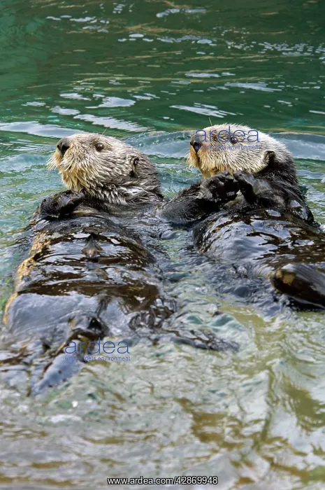 : Sea Otters - Two lying on back : Sea Otters - Two lying on back