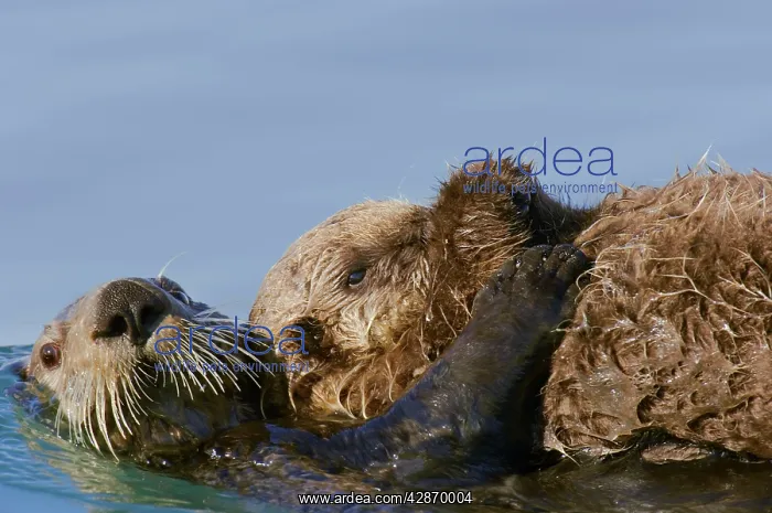 : Sea Otters - mother moving pup to a new location : Sea Otters - mother moving pup to a new location