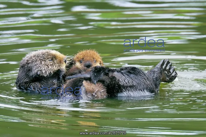 : Sea Otters - mother with young pup : Sea Otters - mother with young pup