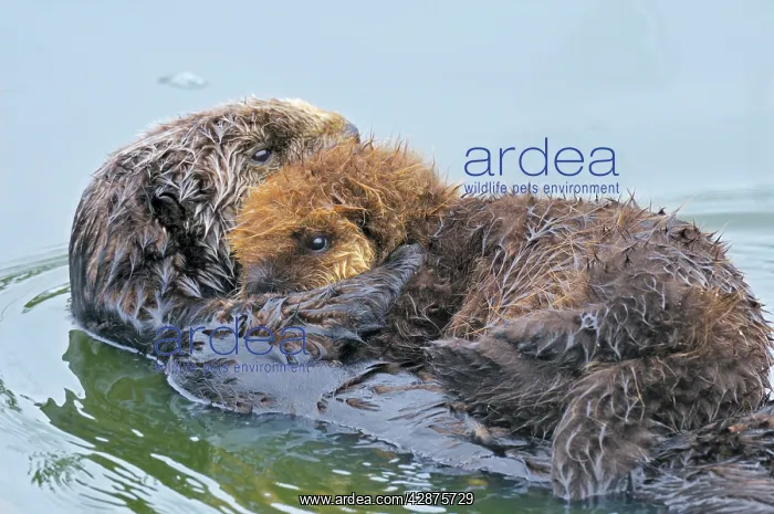 : Sea Otters - mother with young pup with 'natal pelage' : Sea Otters - mother with young pup with 'natal pelage'
