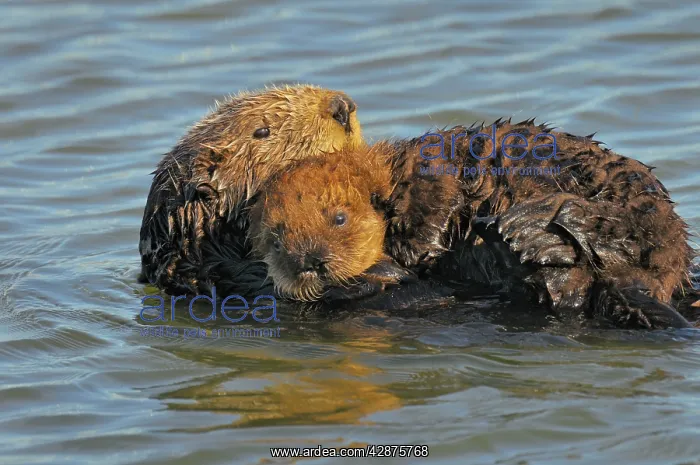 : Sea Otters - mother with young pup with 'natal pelage' : Sea Otters - mother with young pup with 'natal pelage'