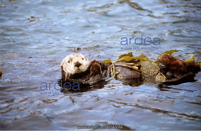 : SEA OTTERS - resting with kelp wrapped around body : SEA OTTERS - resting with kelp wrapped around body