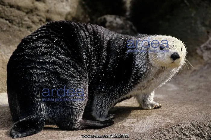 : Sea Otters - spend very little time out of saltwater : Sea Otters - spend very little time out of saltwater