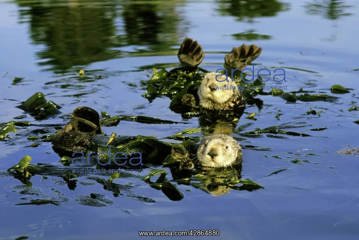 : Sea Otters - two, resting with kelp wrapped around : Sea Otters - two, resting with kelp wrapped around