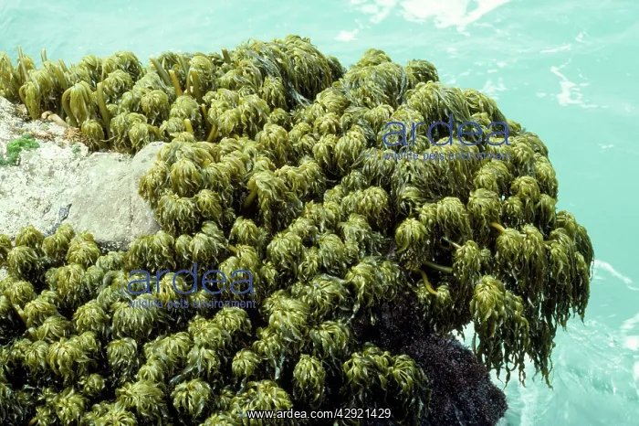 : Sea Palm Seaweed - growing in regions of extreme wave shock : Sea Palm Seaweed - growing in regions of extreme wave shock