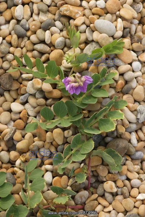 : Sea pea - in flower, on shingle : Sea pea - in flower, on shingle