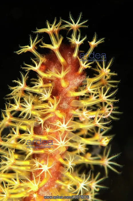 : Sea Pen (Veretillum sp) polyps, Coral Garden dive site : Sea Pen (Veretillum sp) polyps, Coral Garden dive site