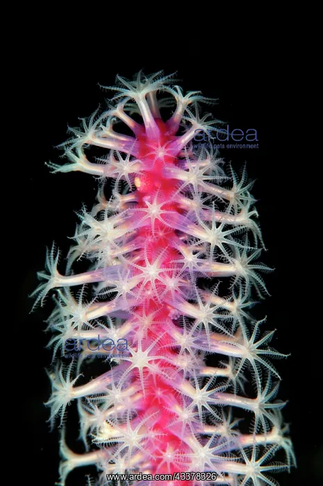 : Sea Pen (Veretillum sp) polyps, Wreck Slope dive site : Sea Pen (Veretillum sp) polyps, Wreck Slope dive site