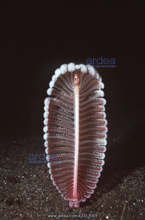 : SEA PEN - BLACK BACKGROUND : SEA PEN - BLACK BACKGROUND