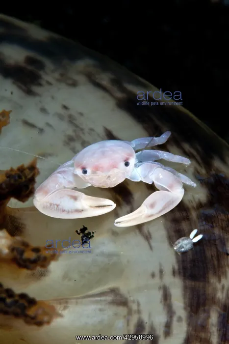 : Sea Pen Crab / Porcelain Crab - with a Copepod : Sea Pen Crab / Porcelain Crab - with a Copepod