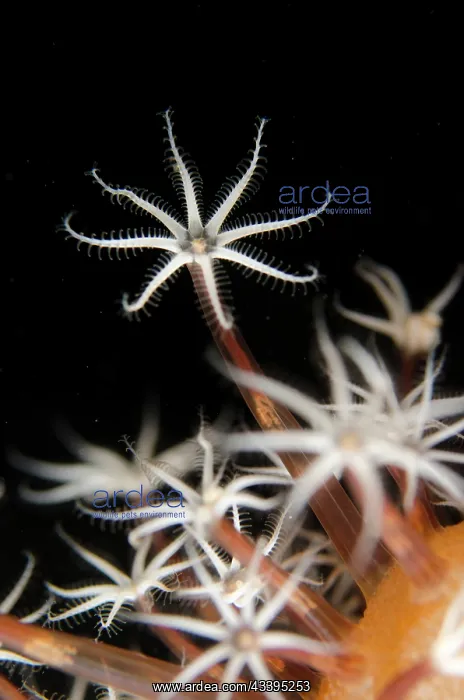 : Sea Pen polyps : Sea Pen polyps