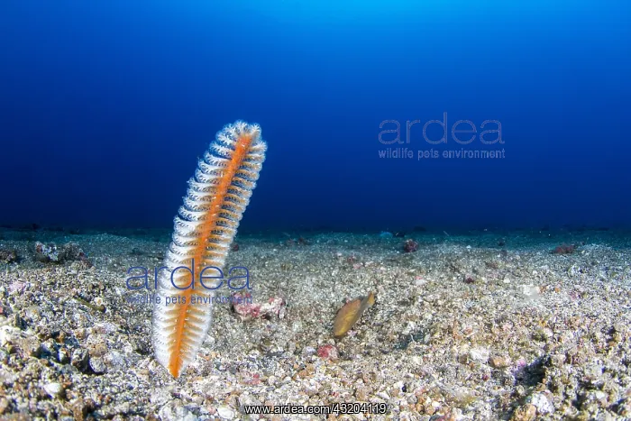 : Sea pen (Virgularia sp) on the bottom, Lembeh Strait : Sea pen (Virgularia sp) on the bottom, Lembeh Strait