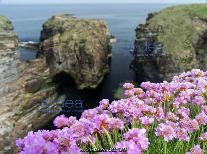 : Sea Pink (armeria Maritima) flowering, Orkney : Sea Pink (armeria Maritima) flowering, Orkney