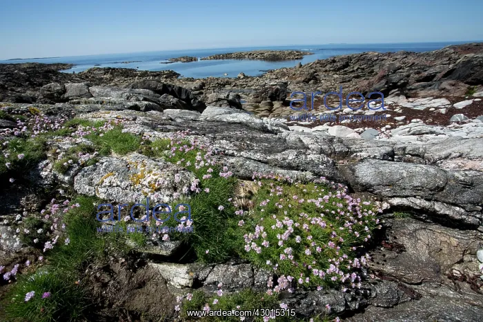 : Sea Pink Thrift Flowers : Sea Pink Thrift Flowers