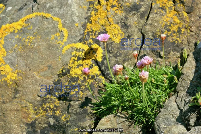 : Sea Pink Thrift - growing in a cleft of a rock : Sea Pink Thrift - growing in a cleft of a rock