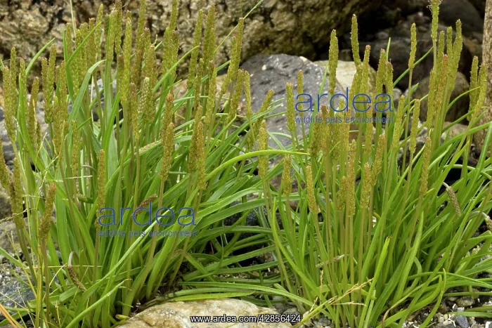  : Sea plantain