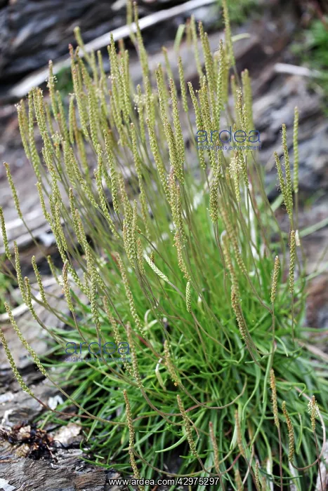  : Sea Plantain