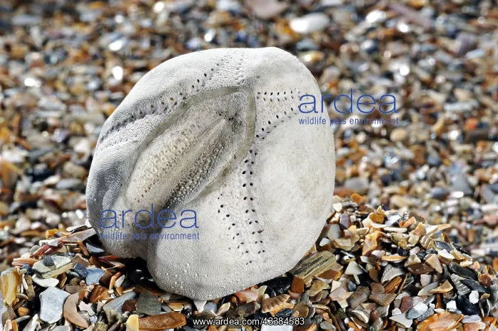 : Sea potato, Heart urchin (Echinocardium cordatum) : Sea potato, Heart urchin (Echinocardium cordatum)