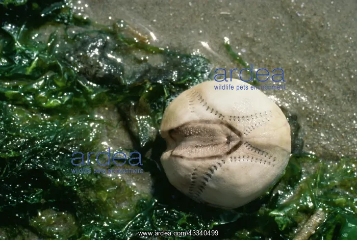  : Sea Potatoe - washed up by tide