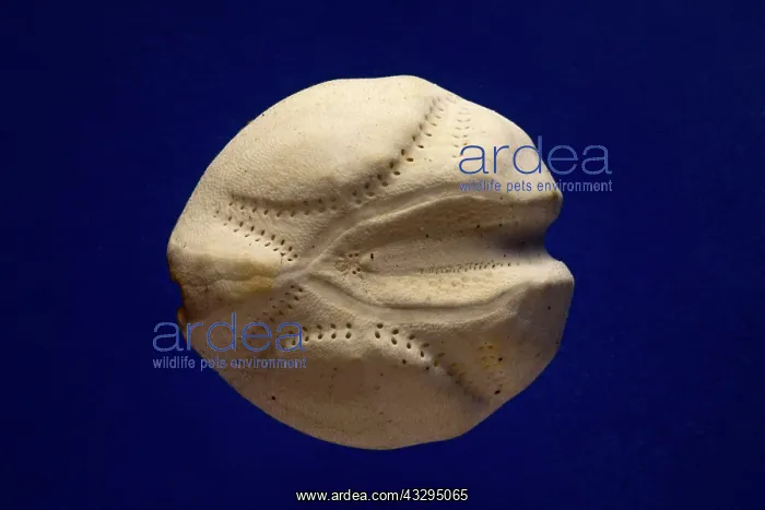 : Sea Potato's - empty case : Sea Potato's - empty case