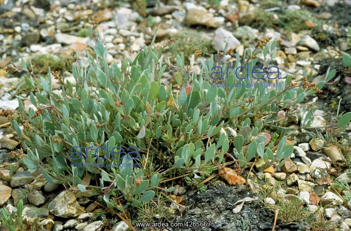  : Sea Purslane
