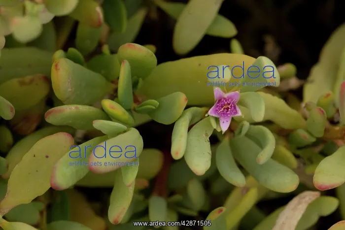 : Sea purslane : Sea purslane