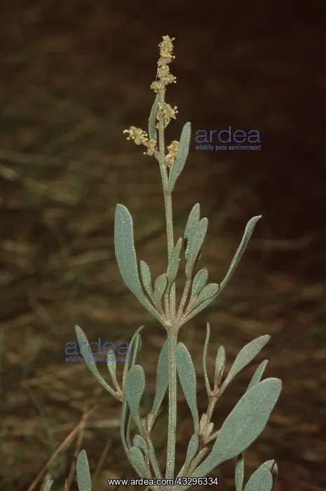 : SEA PURSLANE - close-up : SEA PURSLANE - close-up