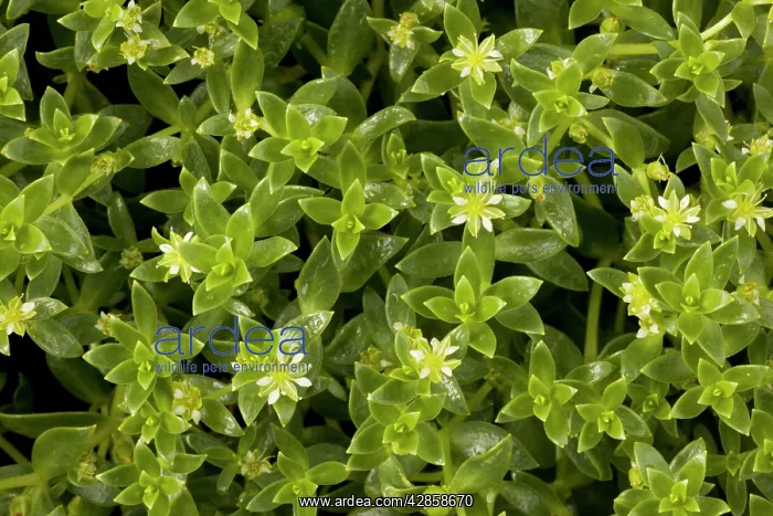 : Sea purslane in flower : Sea purslane in flower