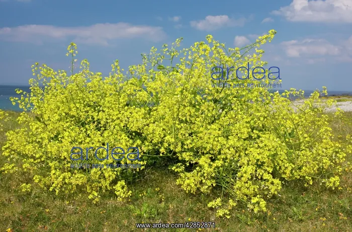 : Sea Radish in flower on coastal dunes : Sea Radish in flower on coastal dunes