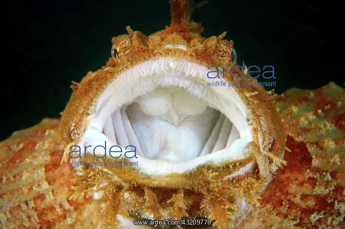 : Sea Raven, Japan Sea, Far East, Primorsky Krai : Sea Raven, Japan Sea, Far East, Primorsky Krai