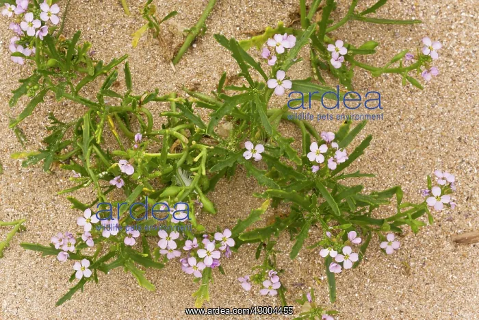 : Sea Rocket : Sea Rocket