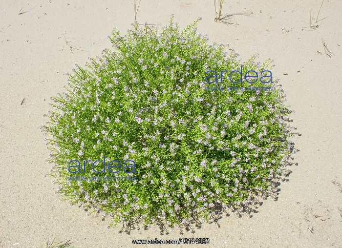 : Sea Rocket : Sea Rocket