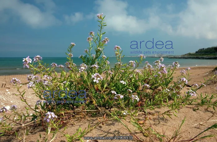: Sea Rocket - in flower on beach : Sea Rocket - in flower on beach