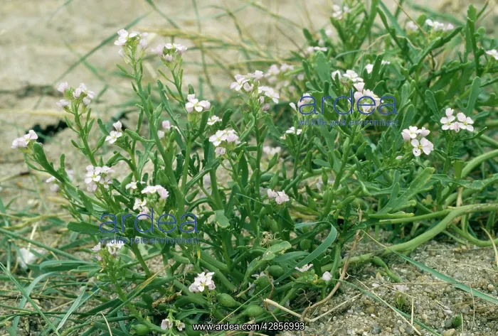 : Sea Rocket - sand dunes : Sea Rocket - sand dunes