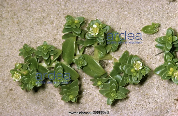 : SEA SANDWORT - on sand : SEA SANDWORT - on sand