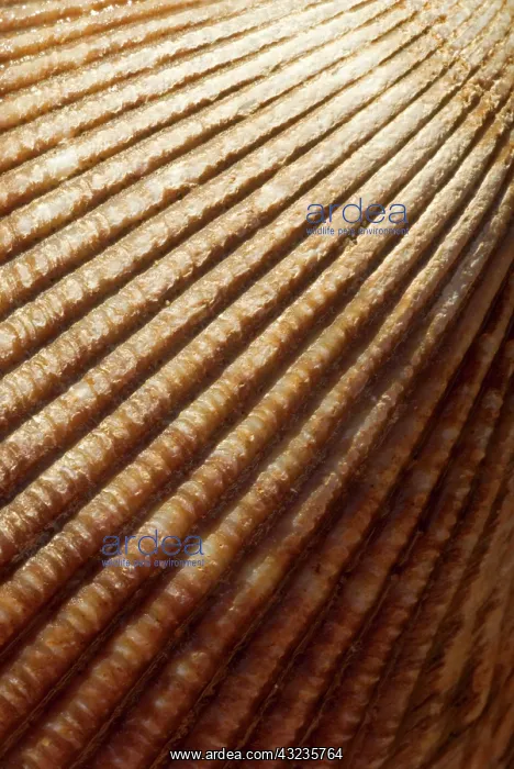 : Sea shell, Stanley Park, British Columbia : Sea shell, Stanley Park, British Columbia