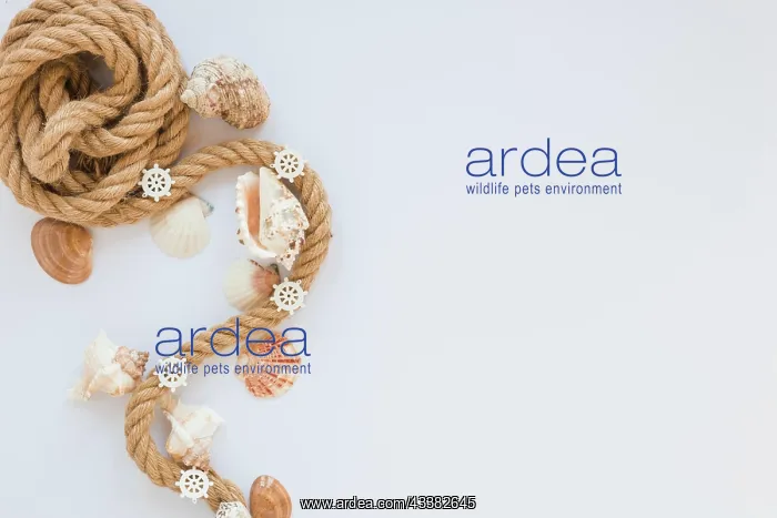 : Sea shells with nautical rope white table : Sea shells with nautical rope white table