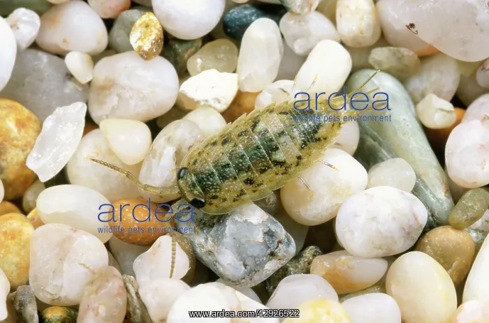 : SEA SLATER - ON PEBBLES : SEA SLATER - ON PEBBLES